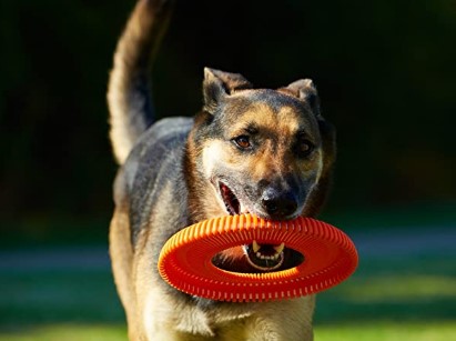 Flyer Dog Toy