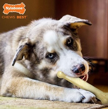 Dental Chew and Flexi Bone