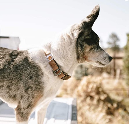 Collars for Dogs